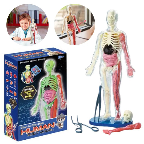 Anatomia Humana 3D